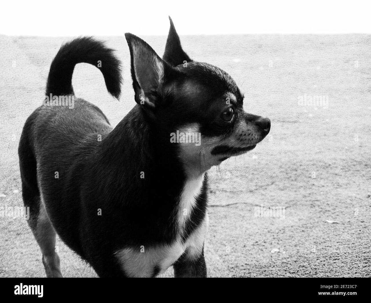 Chihuahua black, brown and white. Well groomed dog Chihuahua mini smooth haired Stock Photo