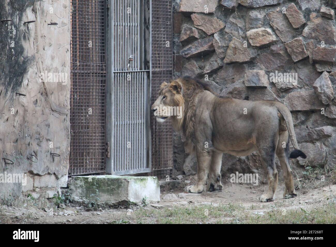 Beautiful view of a lion standing near the cage at the zoo Stock Photo -  Alamy