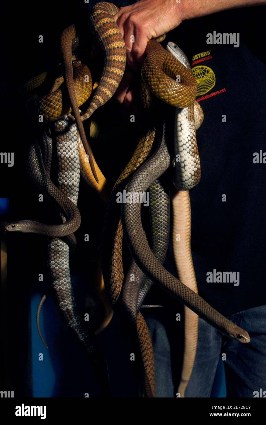 Coastal taipan snake hires stock photography and images Alamy