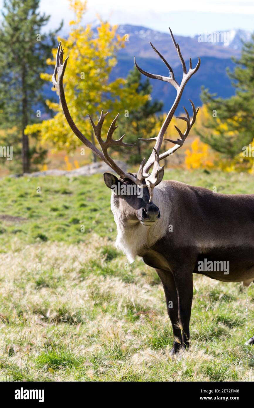 Portrait of a Caribou (Reindeer) in the Yukon Territories, Canada. Stock Photo