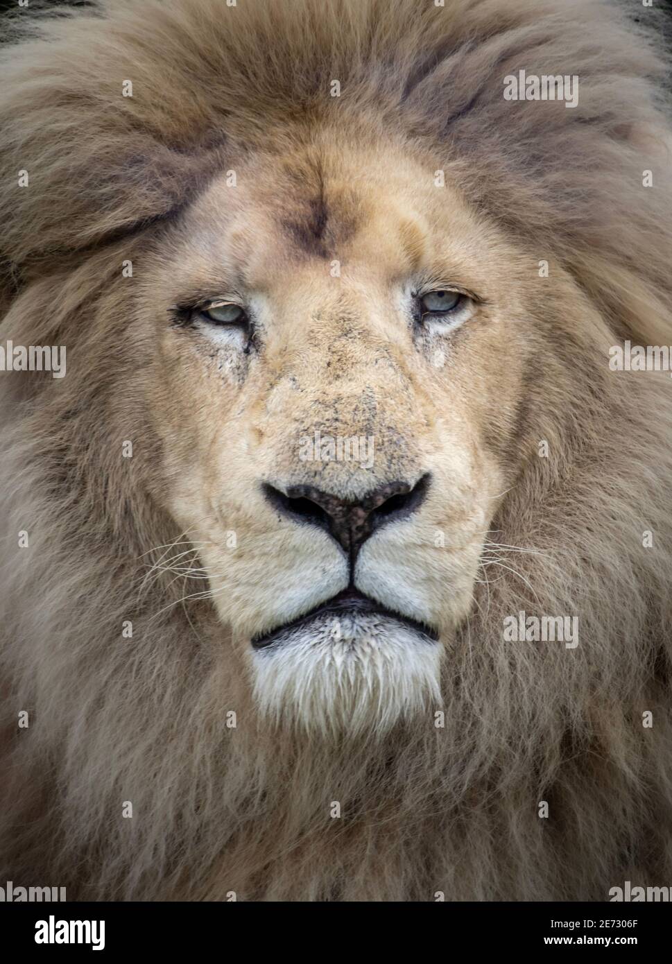 White lion portrait hi-res stock photography and images - Alamy
