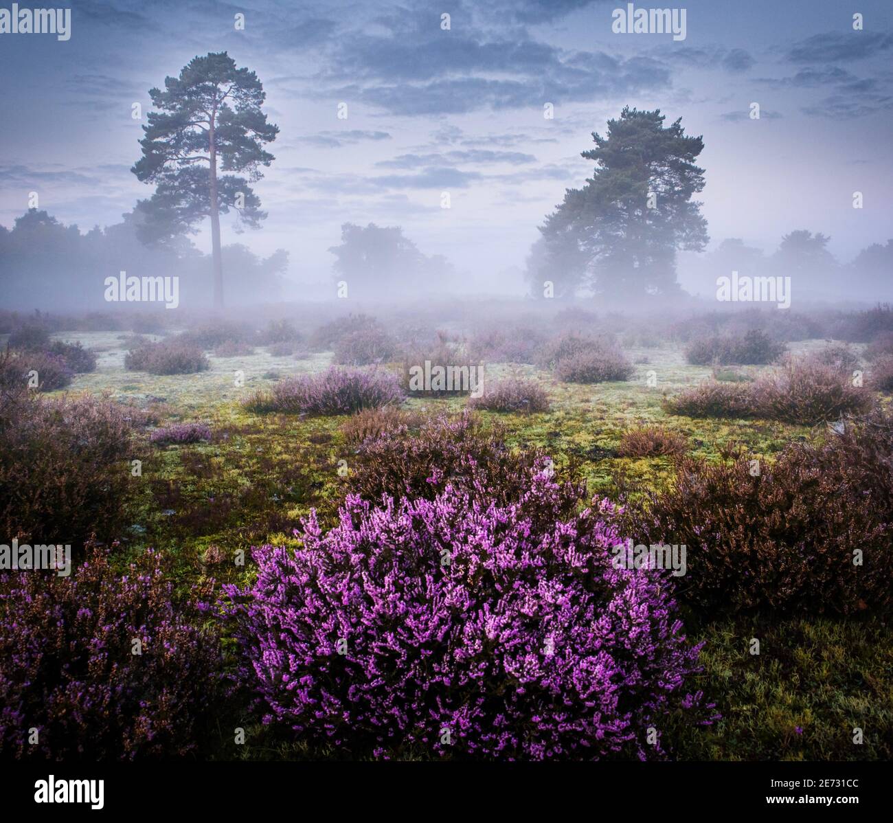 Purple mist flower hi-res stock photography and images - Alamy