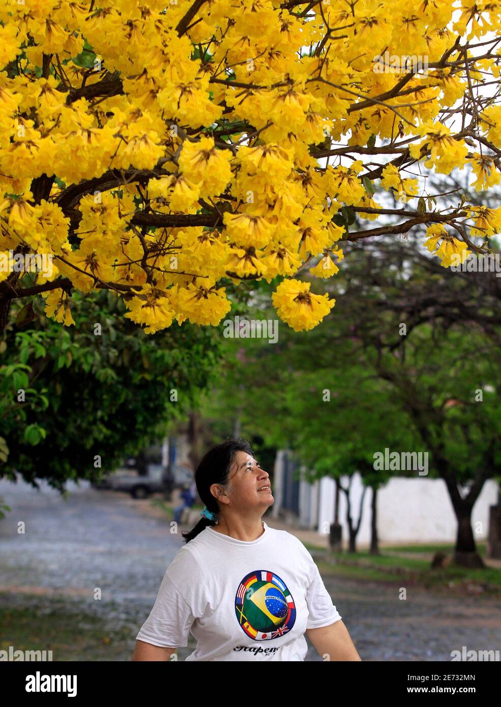 A woman looks at a blooming yellow lapacho tree in a residential neighborhood of Asuncion, September 16, 2009. The lapacho tree, known as the Paraguayan national tree by its Guarani name, tajy, bloomed full this year in its less common yellow variety.  REUTERS/Jorge Adorno  (PARAGUAY ENVIRONMENT SOCIETY) Stock Photo