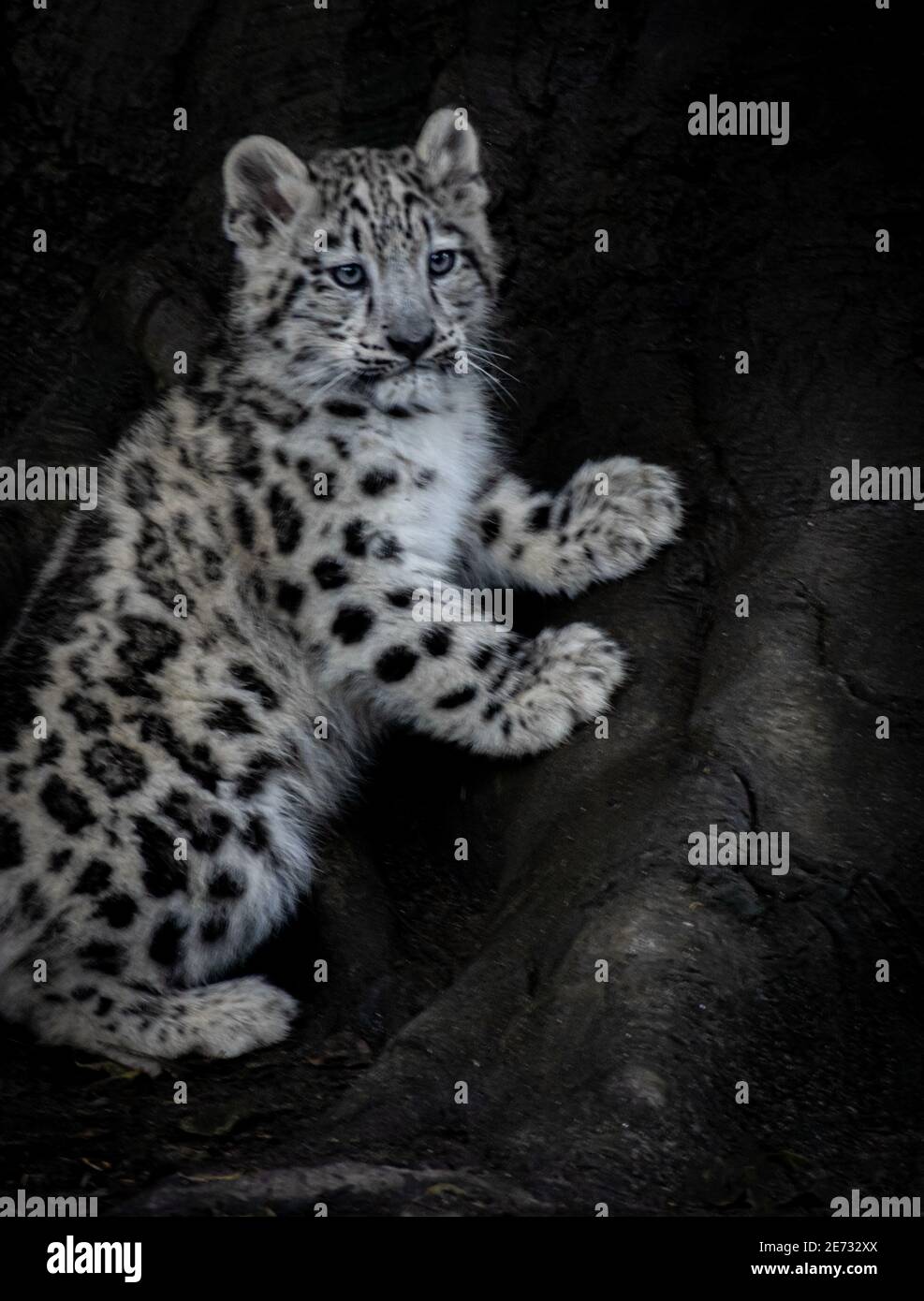 young snow leopard cub Stock Photo - Alamy