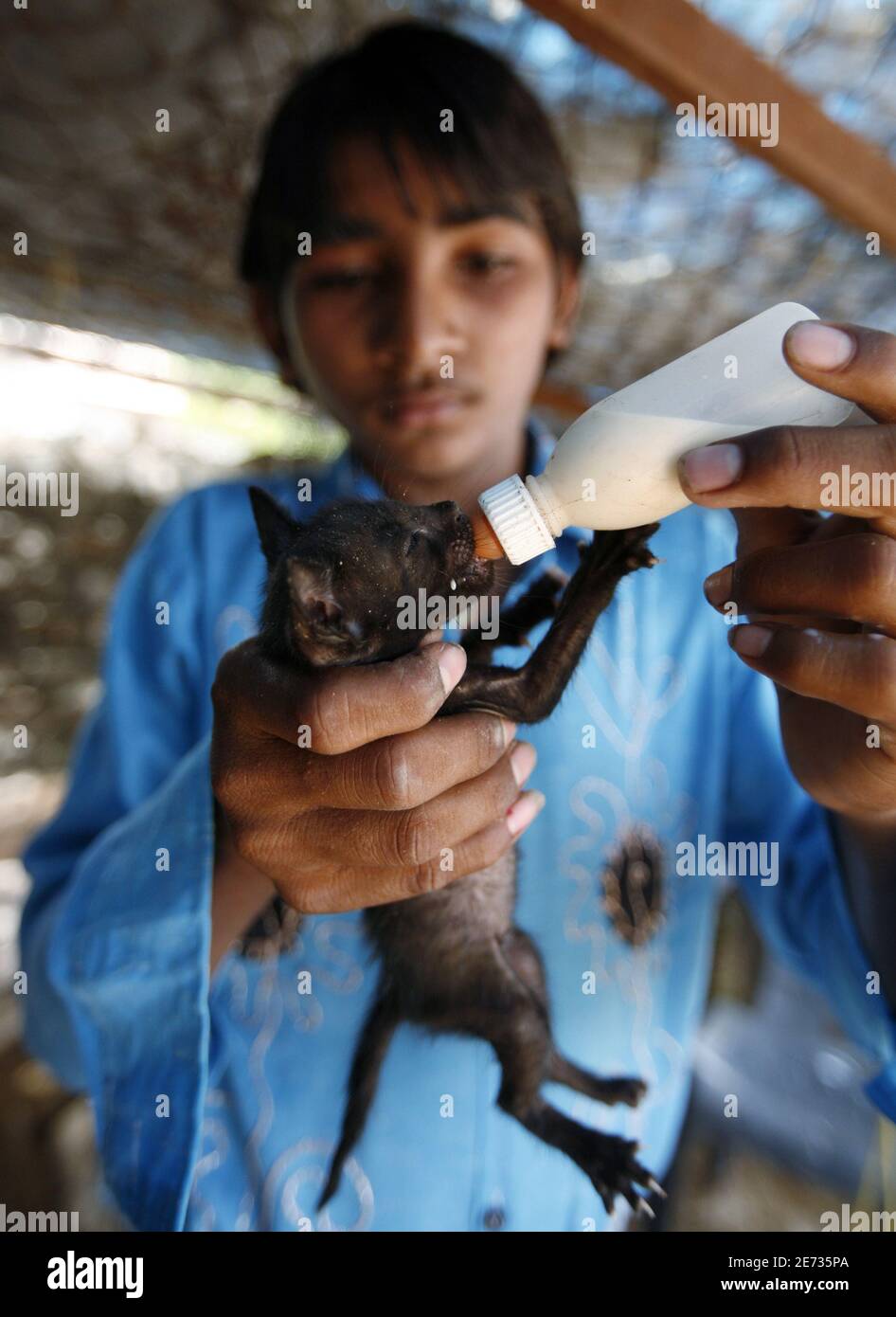 A volunteer feeds milk to a malnourished kitten at an animal hospital at  Hathijan village at the outskirts of the Western Indian city of Ahmedabad,  May 21, to doctors the hospital recieves