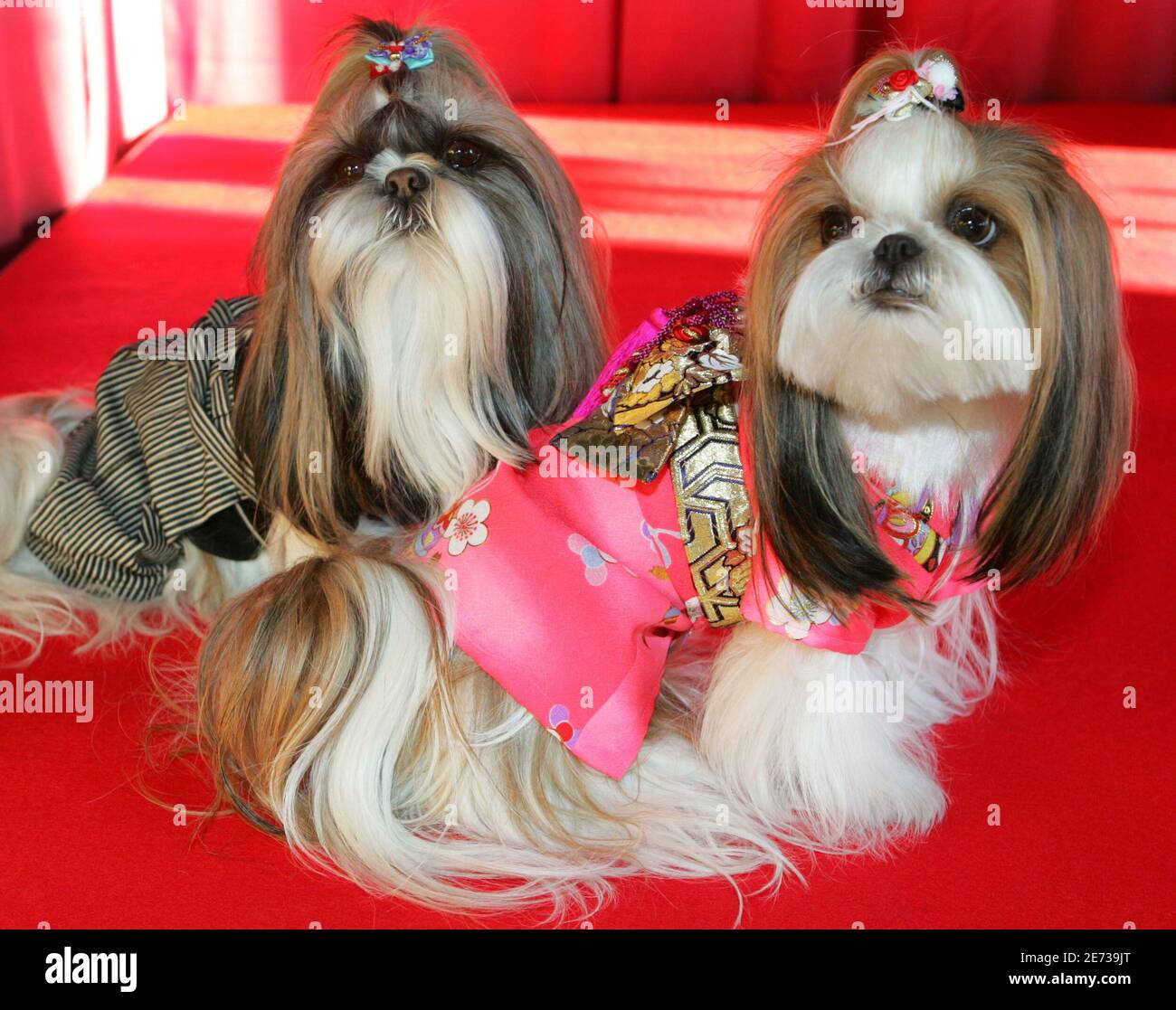 What Size Clothes Do Shih Tzu Wear
