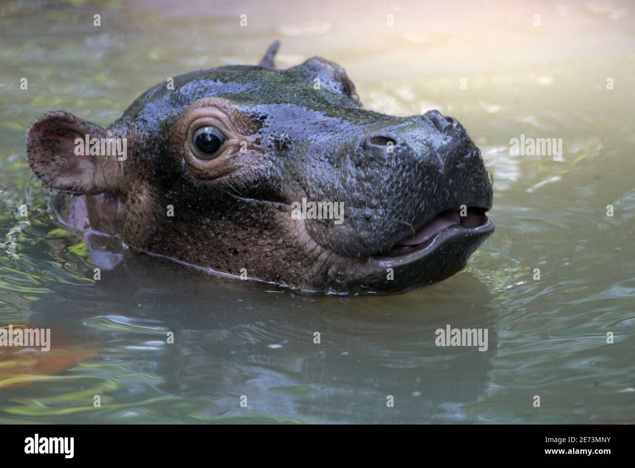 A 12-day-old Nile hippopotamus surfaces the water at Malaysia's National  Zoo in Kuala Lumpur July 29, 2009. The baby hippopotamus has not been given  a name. REUTERS/Bazuki Muhammad (MALAYSIA ENVIRONMENT SOCIETY ANIMALS