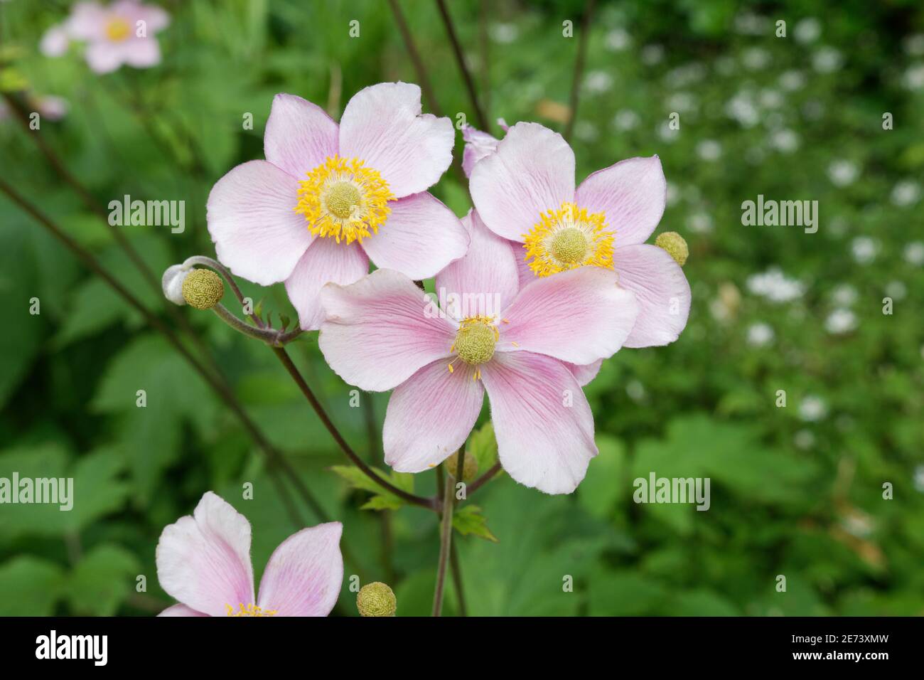 Anemone hupehensis, close up of anemone in bloom Stock Photo