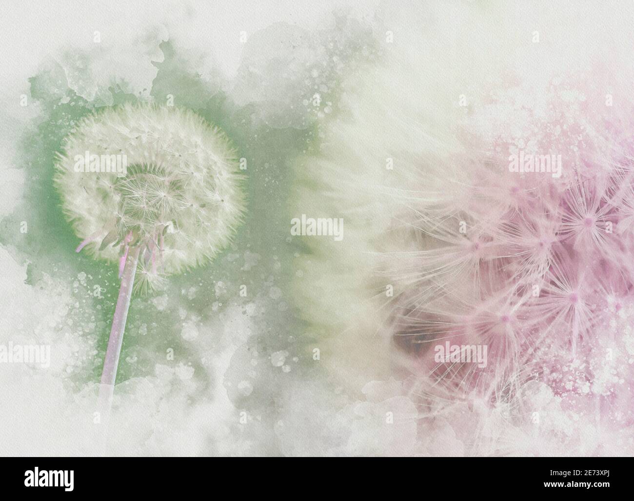Dandelion seedhead, illustration Stock Photo