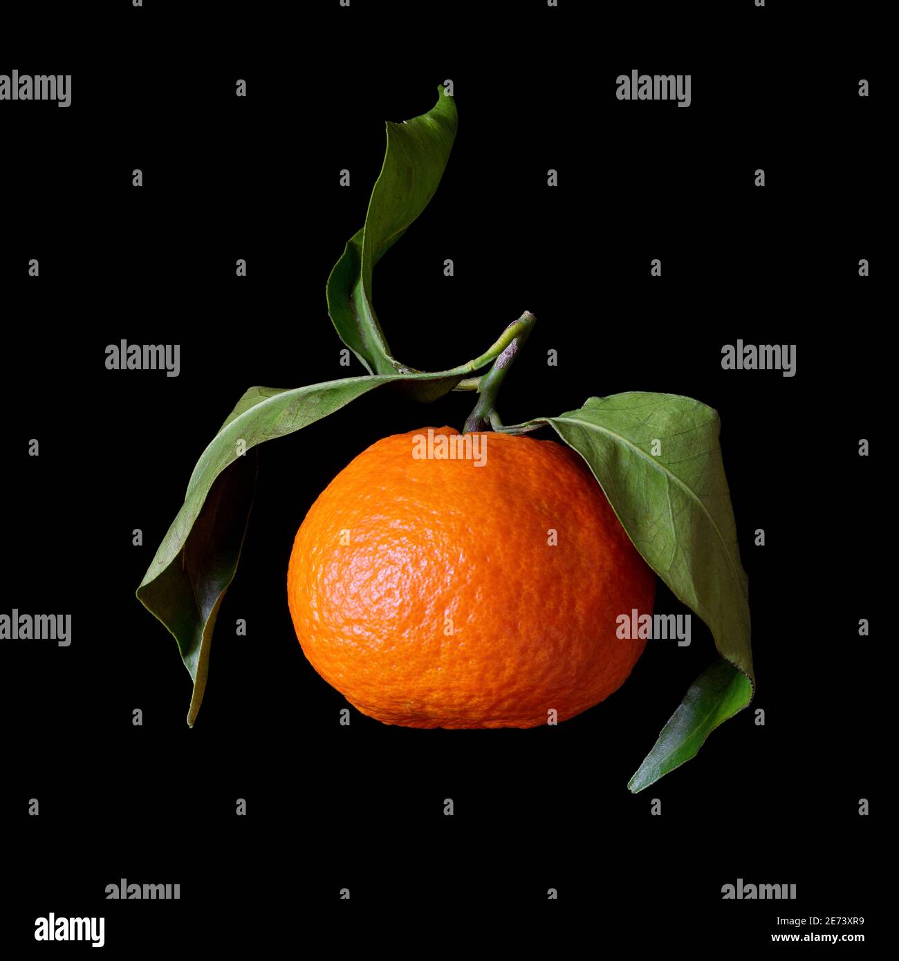 Clementine (Citrus x clementina) citrus fruit hybrid Stock Photo