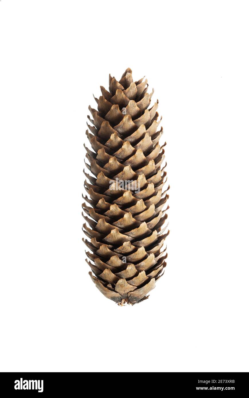 Strobilus of a Norway spruce (Picea abies) Stock Photo