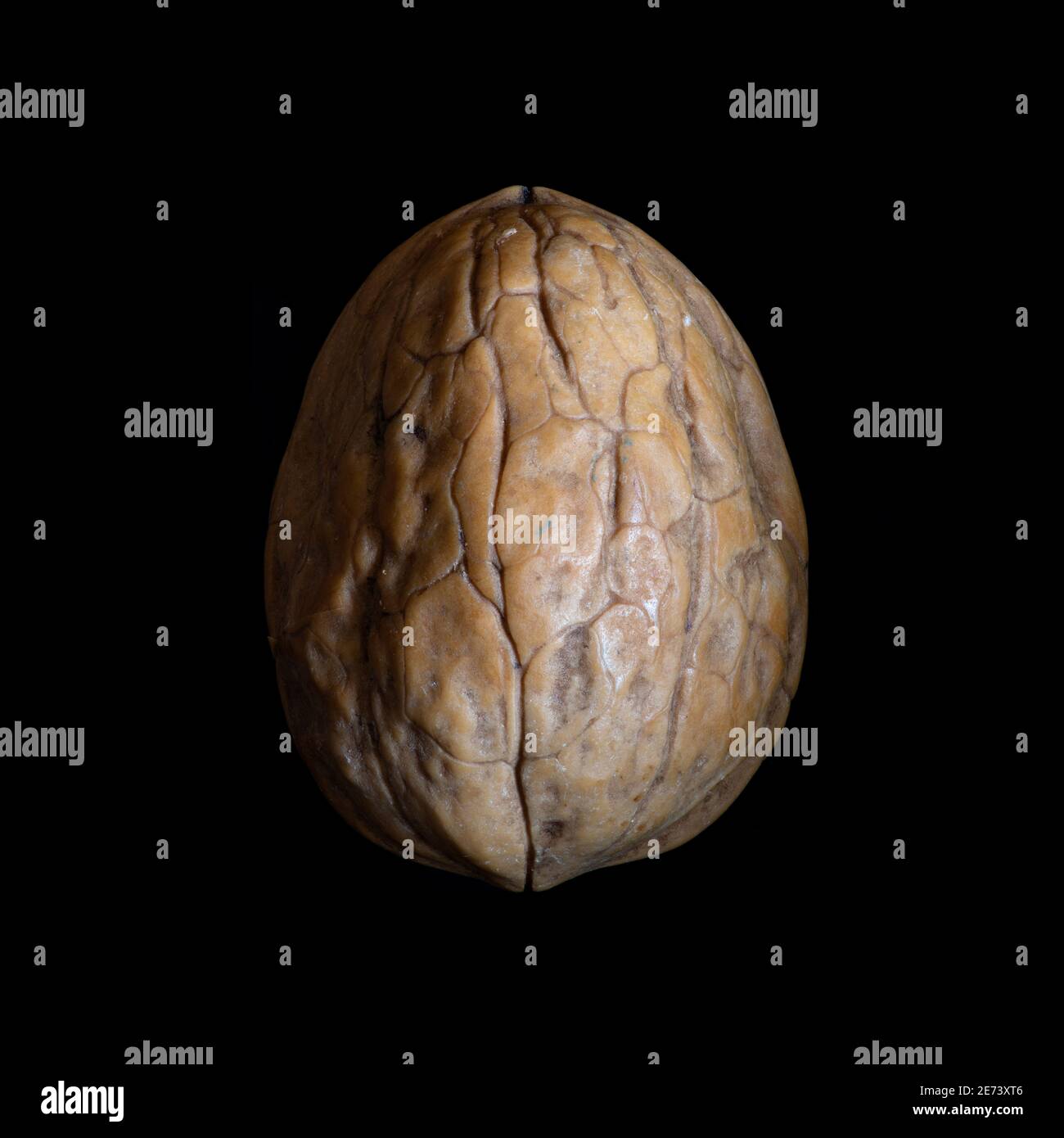English walnut (Juglans regia) Stock Photo