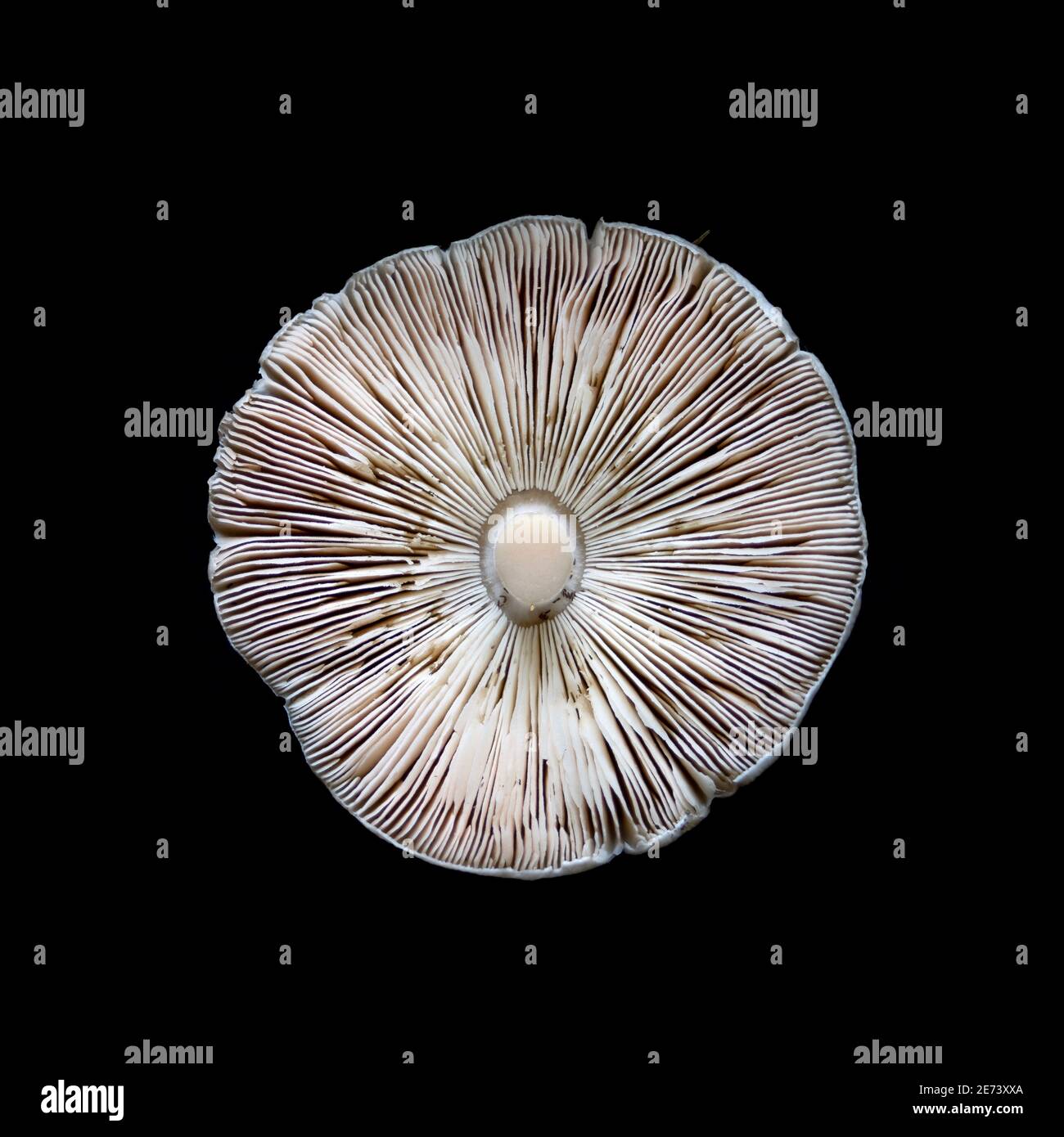 Stubble rosegill fungus (Volvopluteus gloiocephalus) Stock Photo