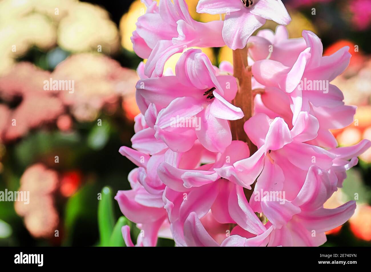 Macro view of pink hyacinth flowers in bloom Stock Photo