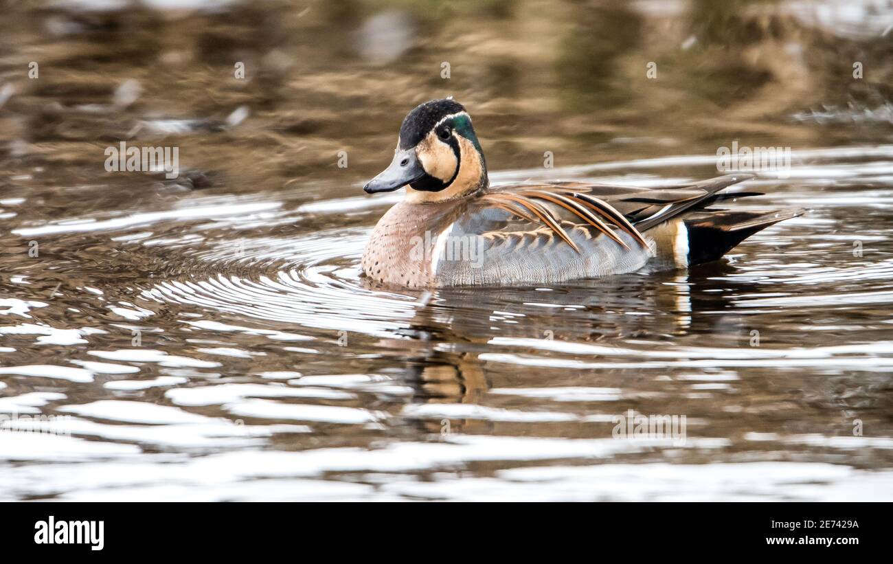 Baikal Teal (Sibirionetta formosa) a swinning beauty and rare visitor in Fyris river, Uppsala, Sweden Stock Photo