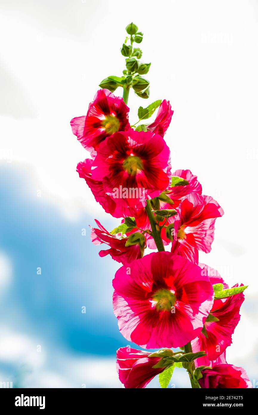 An 8 foot tall hollyhock blooms against a cloudy sky in a Berkshire garden. Stock Photo