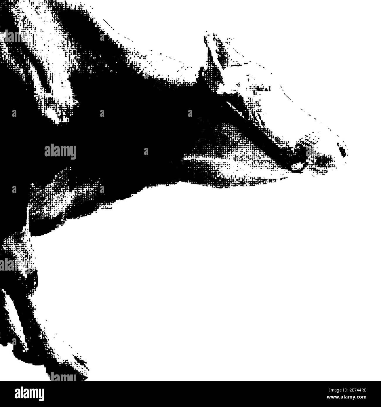 Cow illustration. Stock Photo