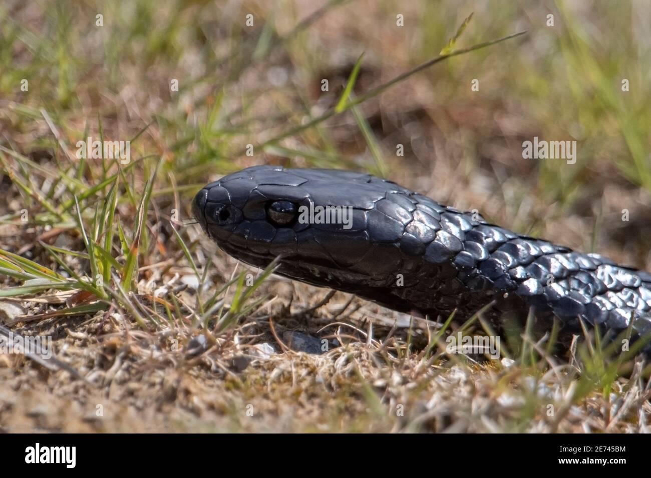 tiger snake notechis scutatus head shot on grass field north west tasmania australia Stock Photo
