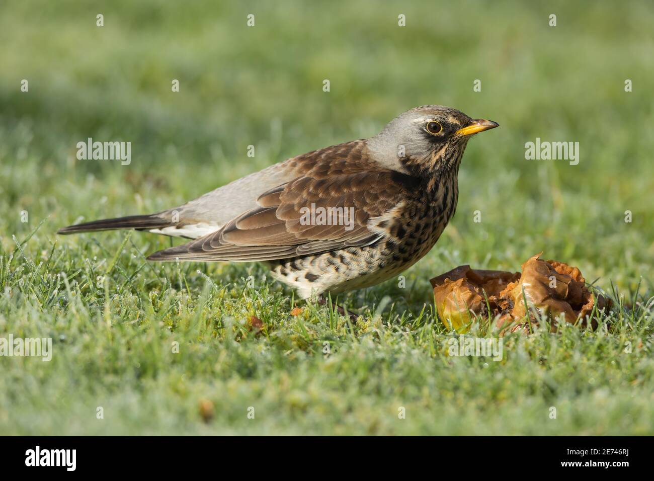 Fieldfare on frosty grass with a rotten windfall apple Stock Photo
