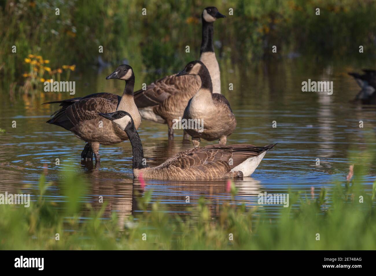Family of Canada geese in a wetland in northern Wisconsin. Stock Photo