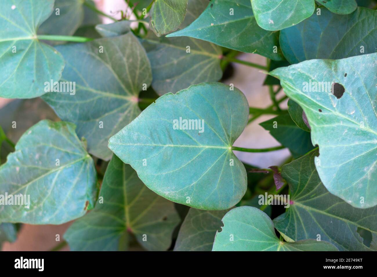 Sweet potato leaves in  fields are green and thrive Stock Photo