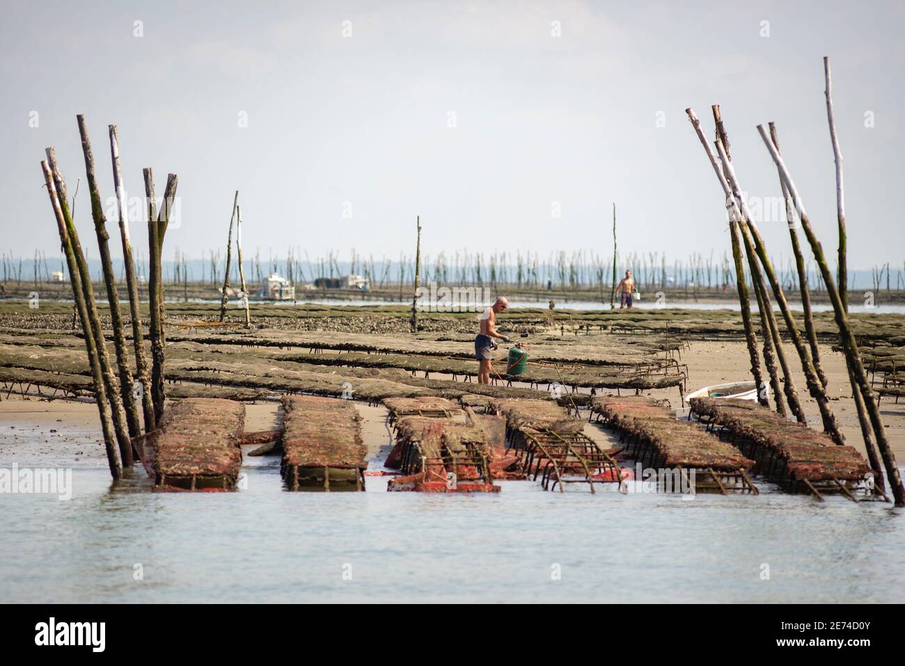 Oyster farming in Bassin d'Arcachon, Gironde, France, Europe. Man is working with low tide in the Atlantic Ocean near Arcachon Stock Photo