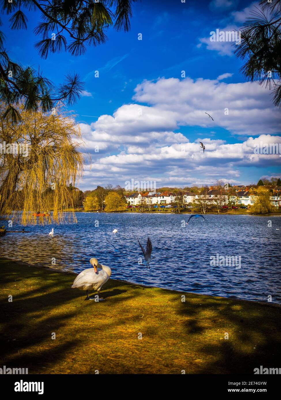 A swan preens at Roath Park Lake in Cardiff with seagulls flying all around. Stock Photo