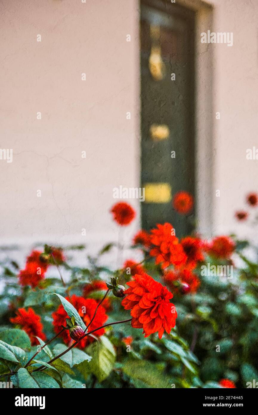 Red flowers outside a house with a cracked clay texture. Stock Photo