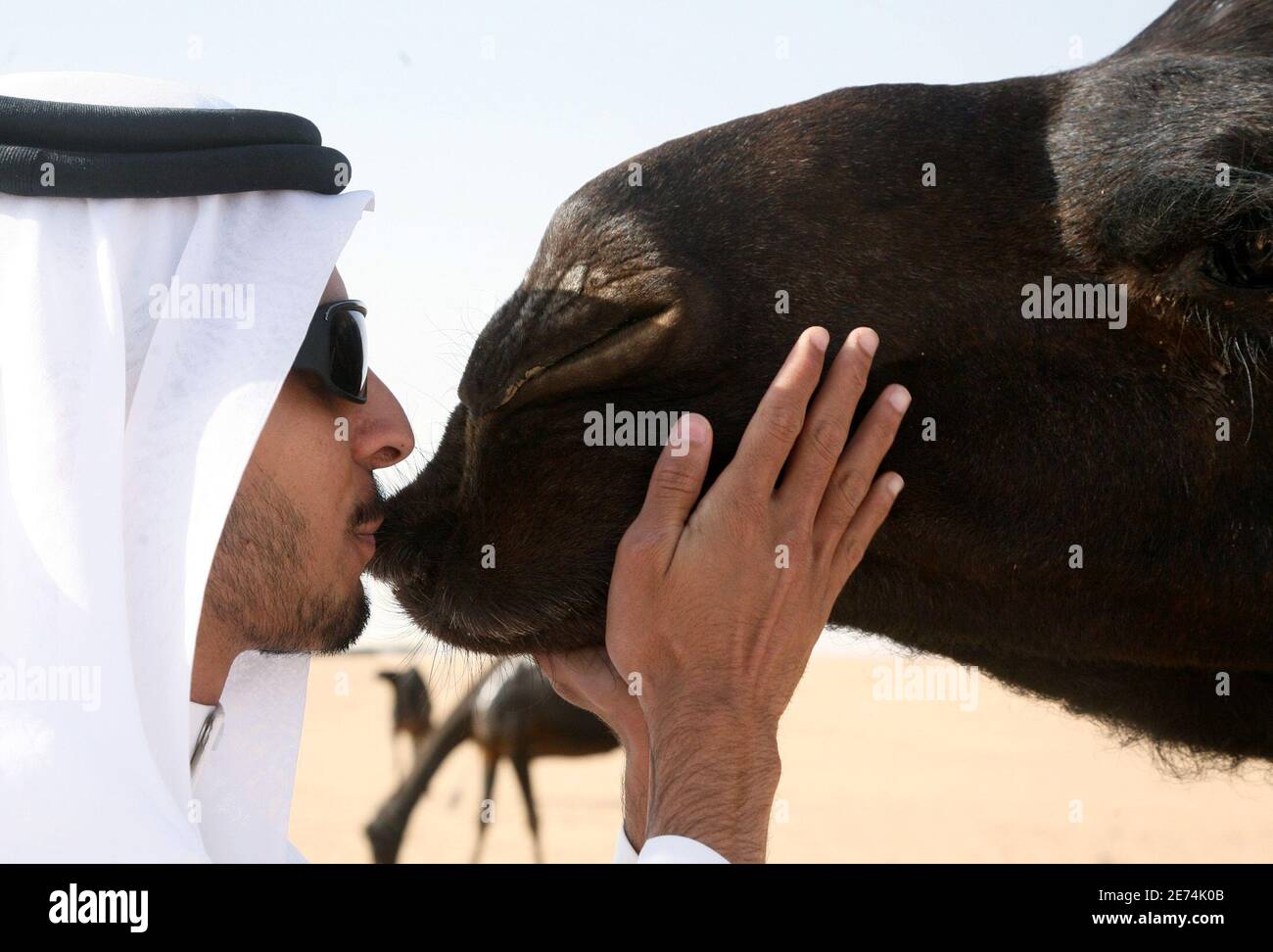 Camel Kisses High Resolution Stock Photography And Images Alamy