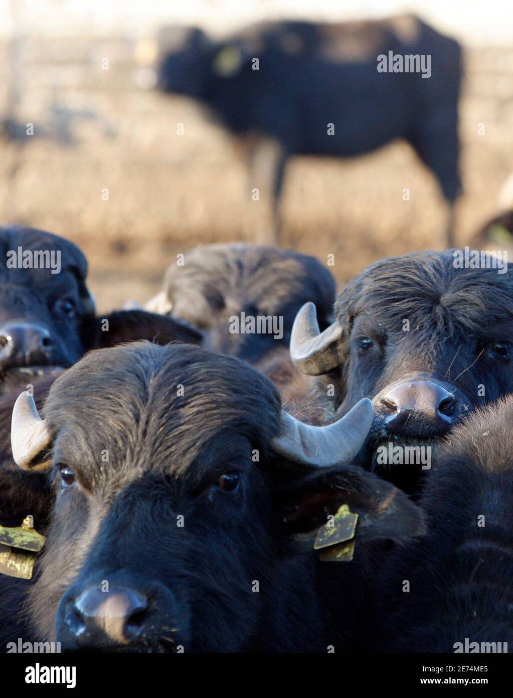 binde sig selv glemsom Water buffalo, used for the production of buffalo mozzarella cheese, stand  in a farmyard near the Campania region village of Castel Volturno January  19, 2008. Producers of mozzarella and Italy's health authorities