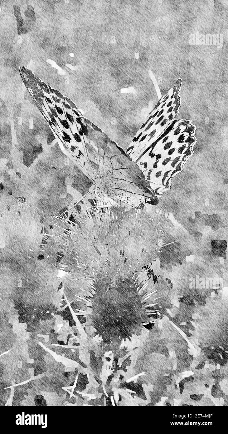 Monarch butterfly thistle Black and White Stock Photos & Images - Alamy
