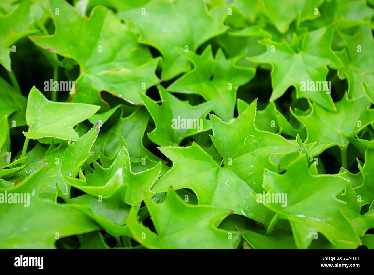 a backgroud of bright green german ivy leaves Stock Photo