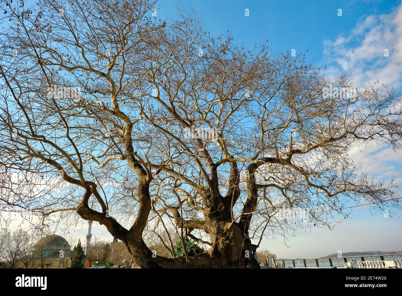 Huge and very old plane tree (planatus orientalis) ages of 747 years in Gölyazı (Apolyont) in Bursa, Turkey with sun shine background. Stock Photo