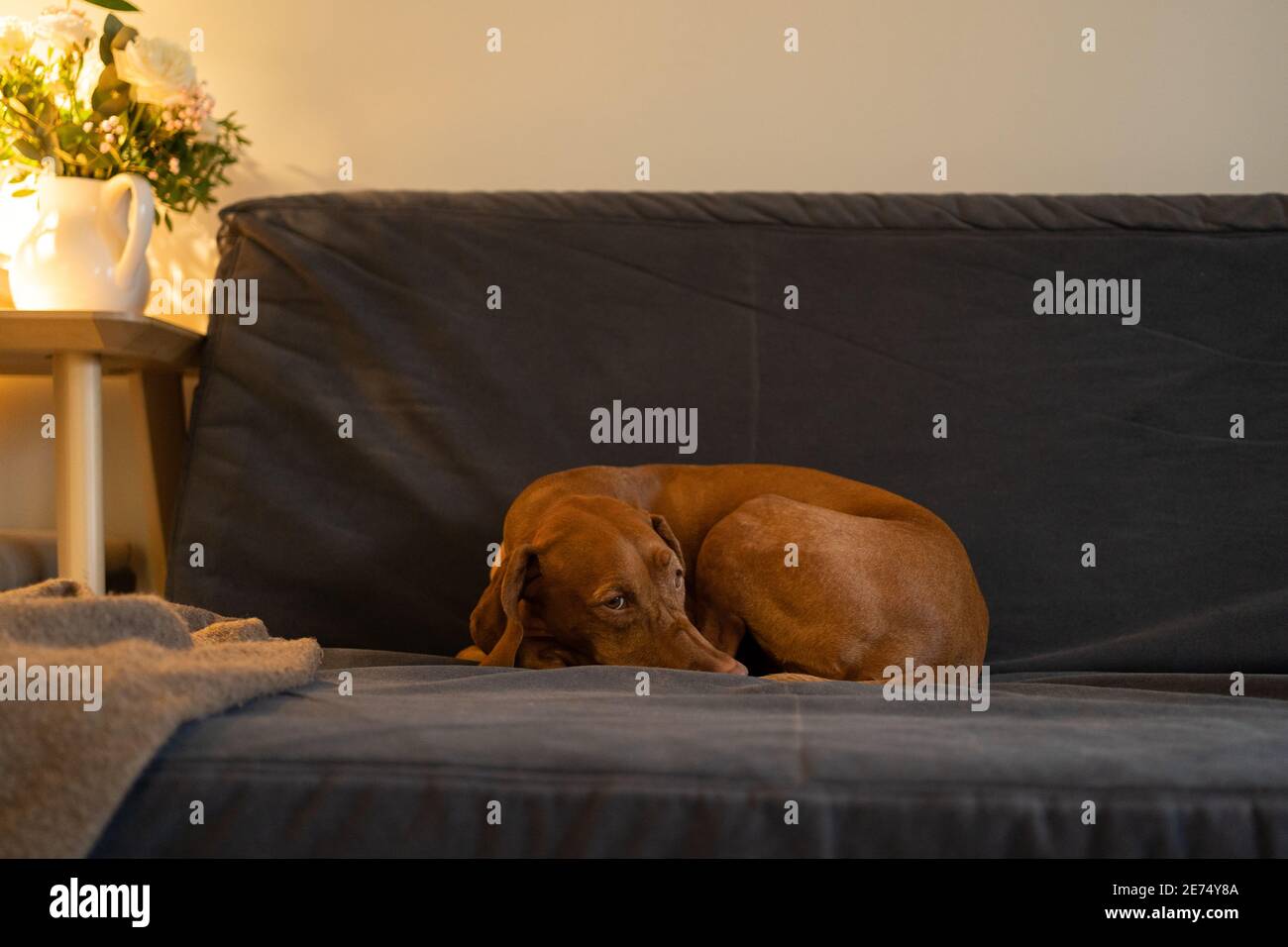 Sad Vizsla dog bored while waiting her owner from work lying on sofa at home in winter day feel cold Stock Photo