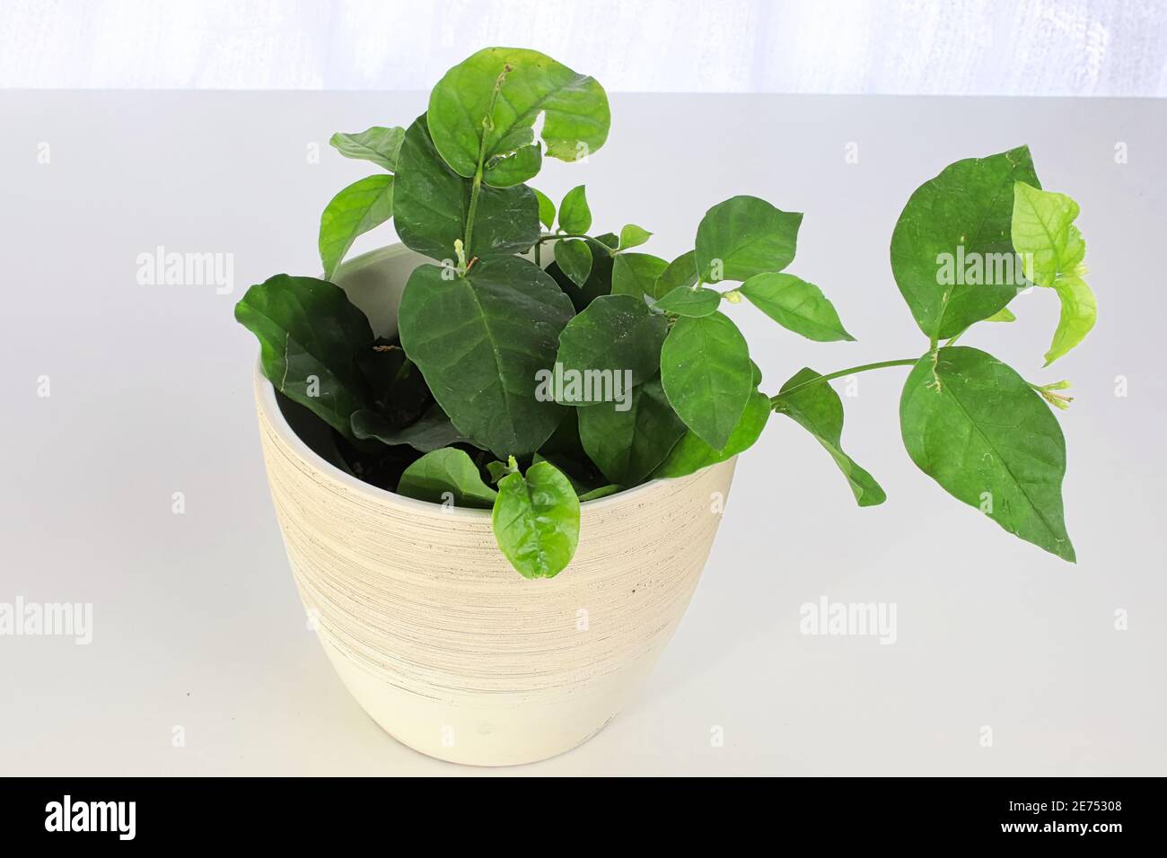 Pot with a jasmine plant on a white table and background Stock Photo