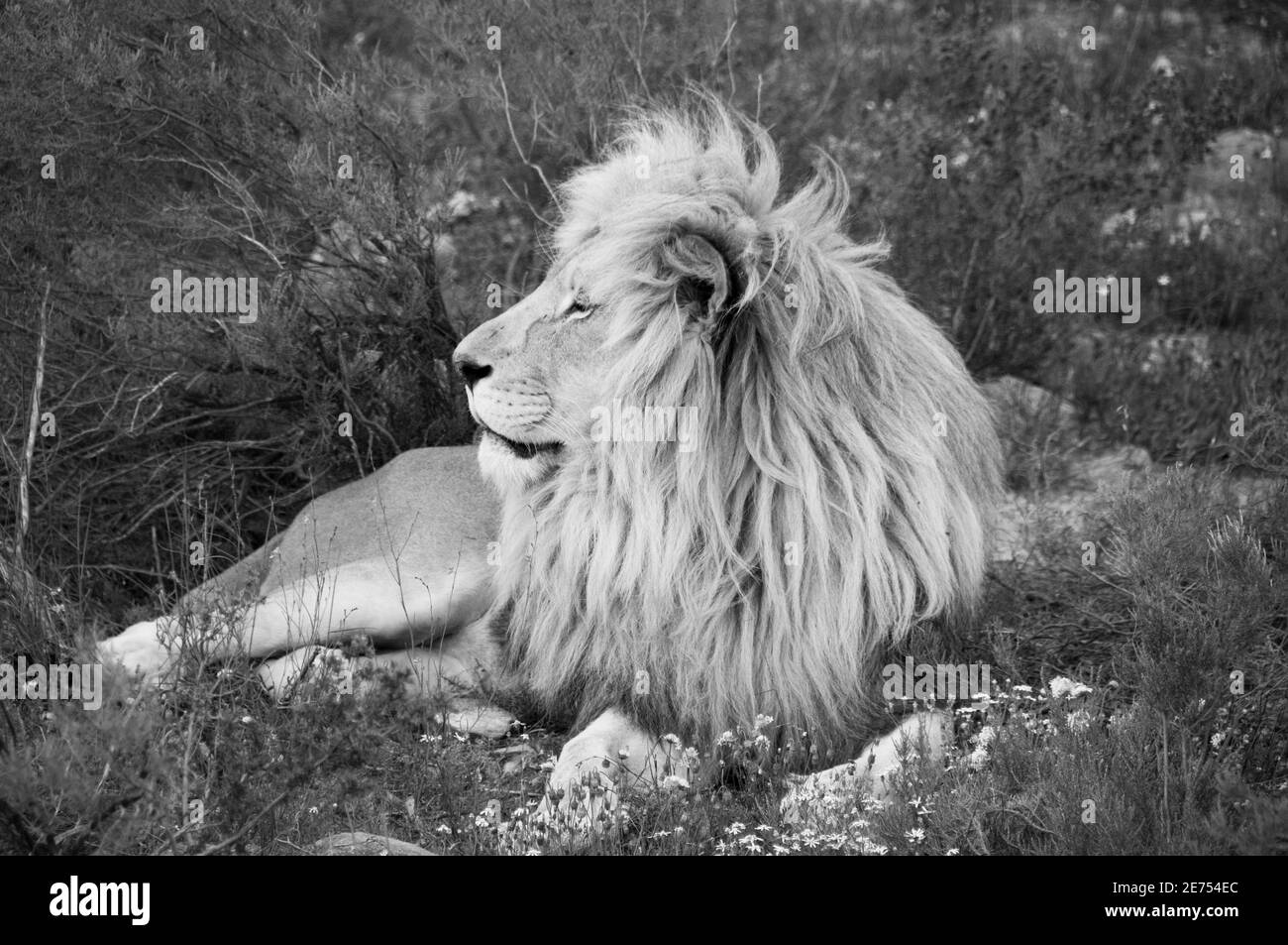 portrait of lion in black and white Stock Photo