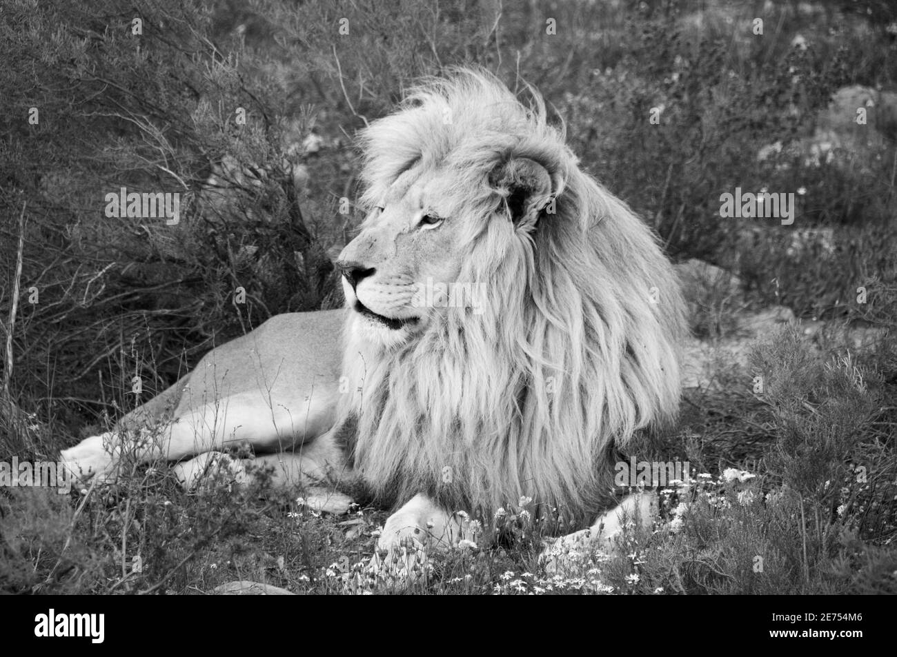 portrait of lion in black and white Stock Photo