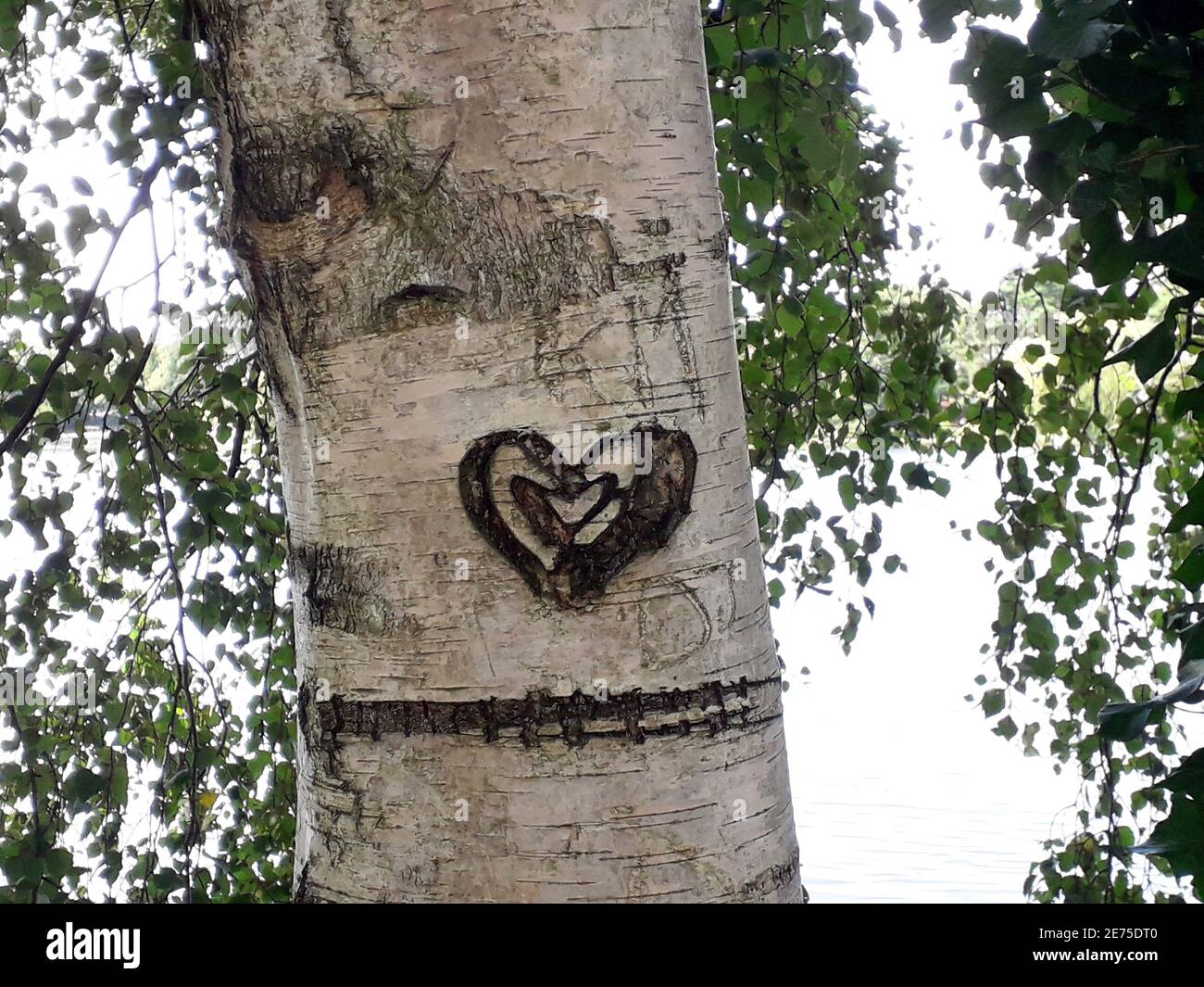 Heart carved in the bark of a tree. Love Carved on a Tree. Stock Photo
