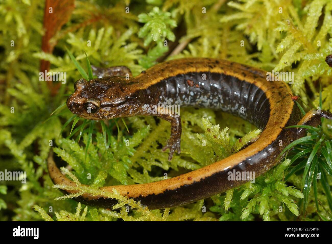 Close up of a yellow Western redback salamander , Plethodon vehiculum Stock Photo