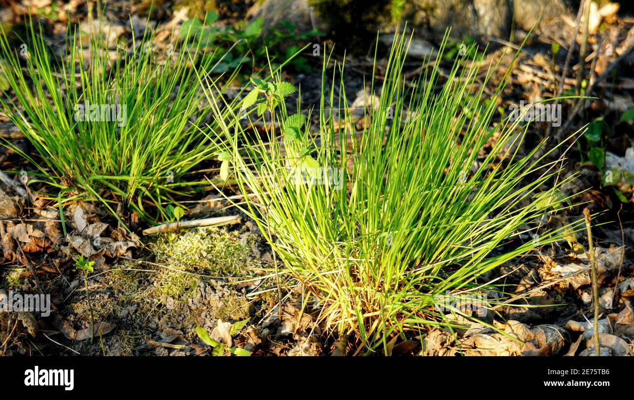 sprouts of young green grass. green bunch of young spring grass. new spring life . grass close up Stock Photo