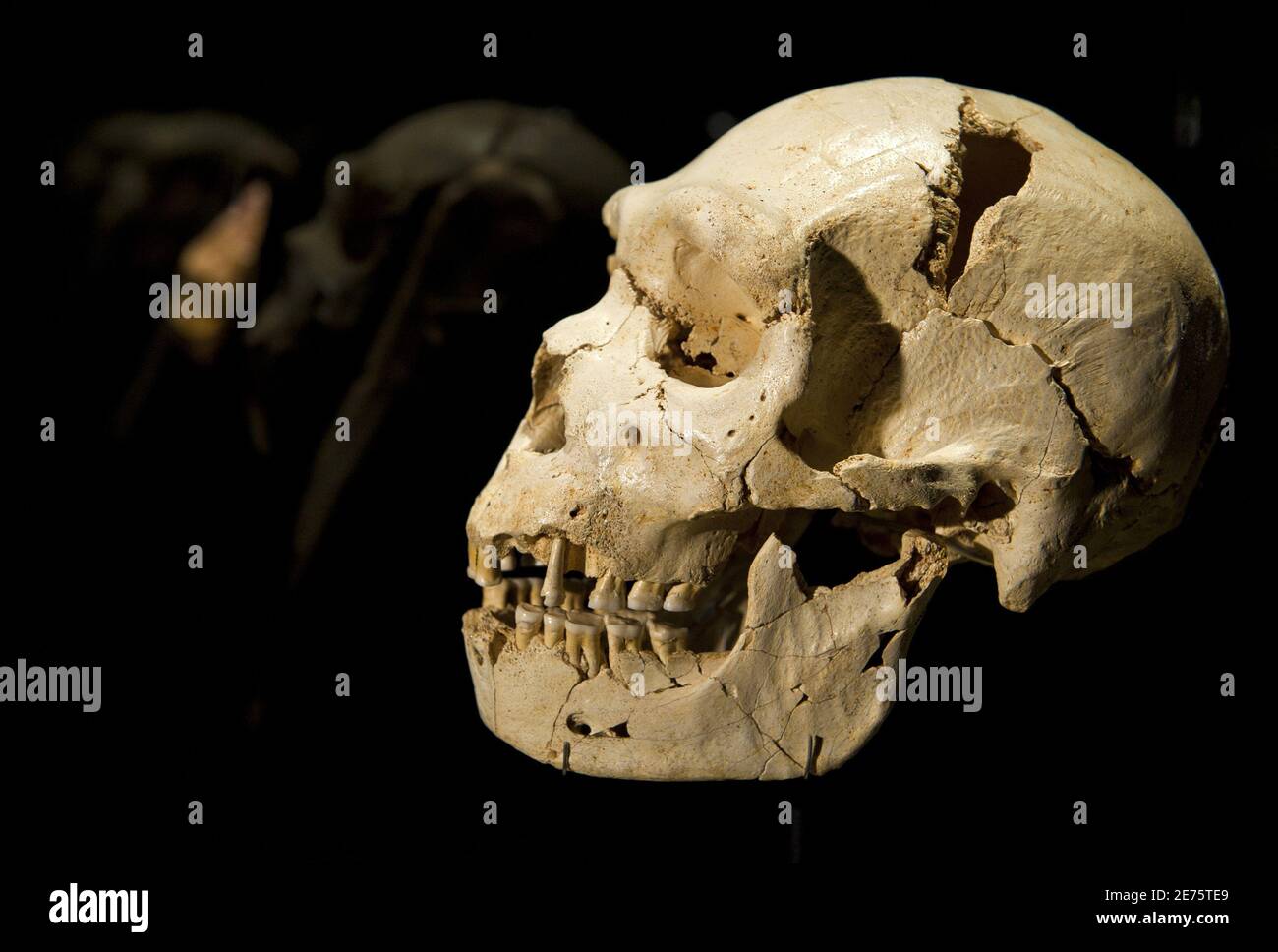 The cranium and mandible of Homo heidelbergensis (500,000 years ago) is seen at the Museum of Human Evolution of Burgos July 12, 2010, before its inauguration on Tuesday. The Museum of Human Evolution is the only one in the world with 200 original human fossils, according to Antonio Jose Mencia, the museum's director of communication. REUTERS/Felix Ordonez (SPAIN - Tags: SOCIETY) Stock Photo