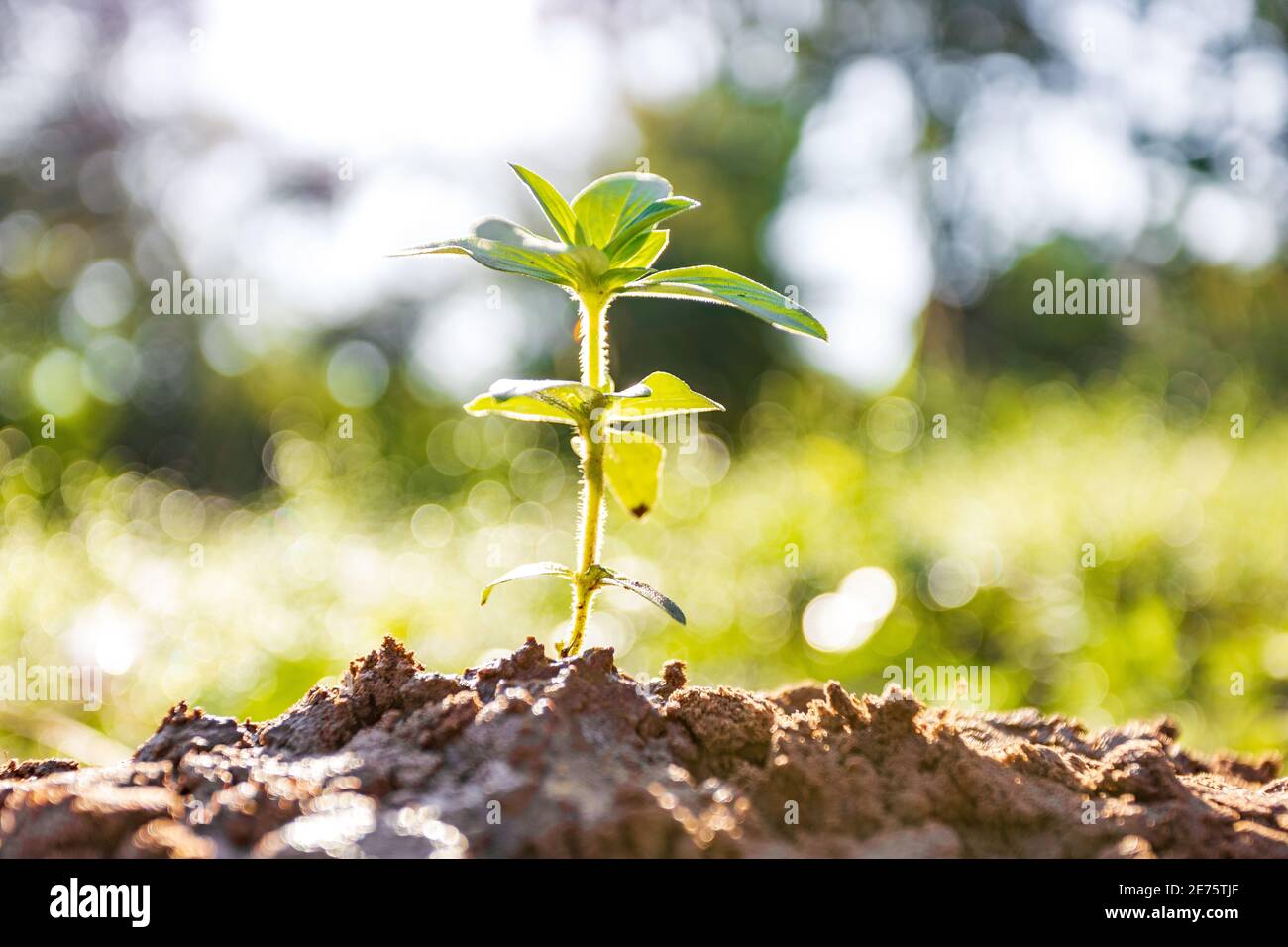 Morning sunshine beautiful tree growth in nature, Concept of growing business and preserving nature Stock Photo