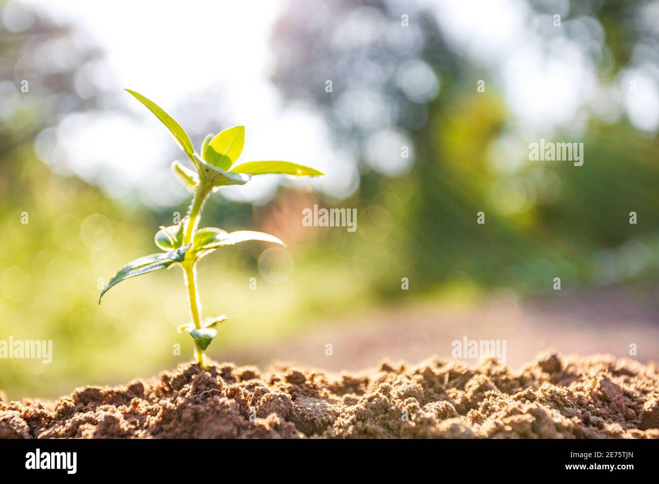 Morning sunshine beautiful tree growth in nature, Concept of growing business and preserving nature Stock Photo