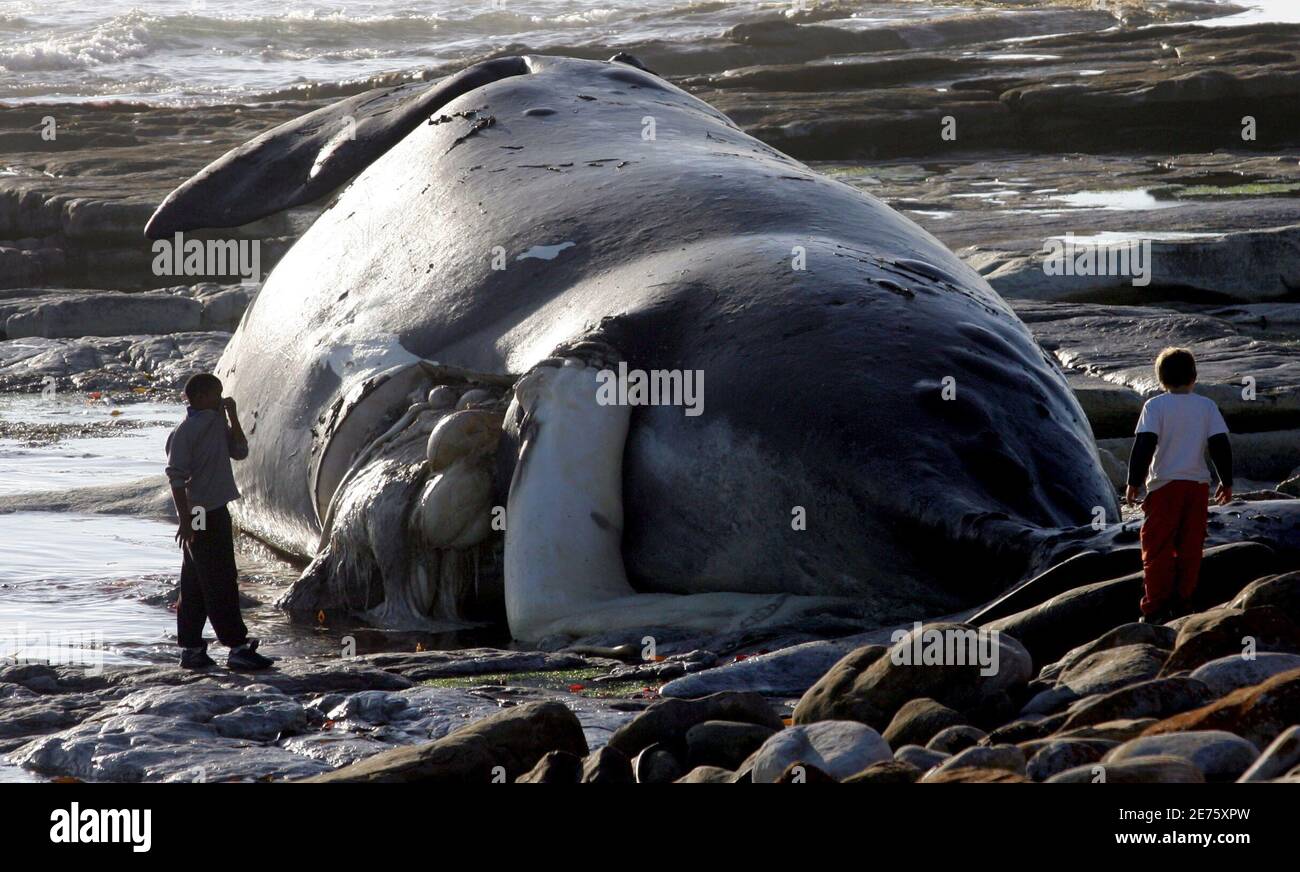 Onlookers clamber across rocks to view the carcass of a Southern Right whale that washed up in Kommetjie near Cape Town, July 24, 2006. Marine authorities are unsure what caused the death of the giant mammal. Stock Photo