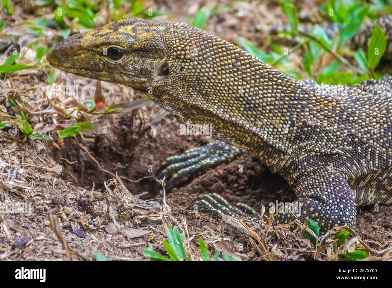 Asian Water Monitor Lizard in Singapore Botanic Garden Stock Photo Alamy