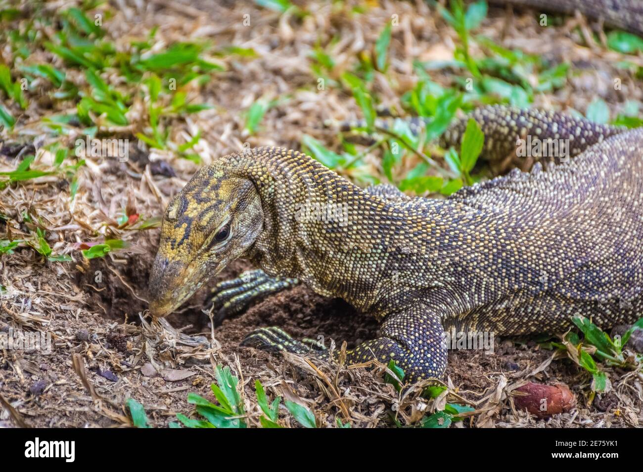 Asian Water Monitor Lizard in Singapore Botanic Garden Stock Photo - Alamy