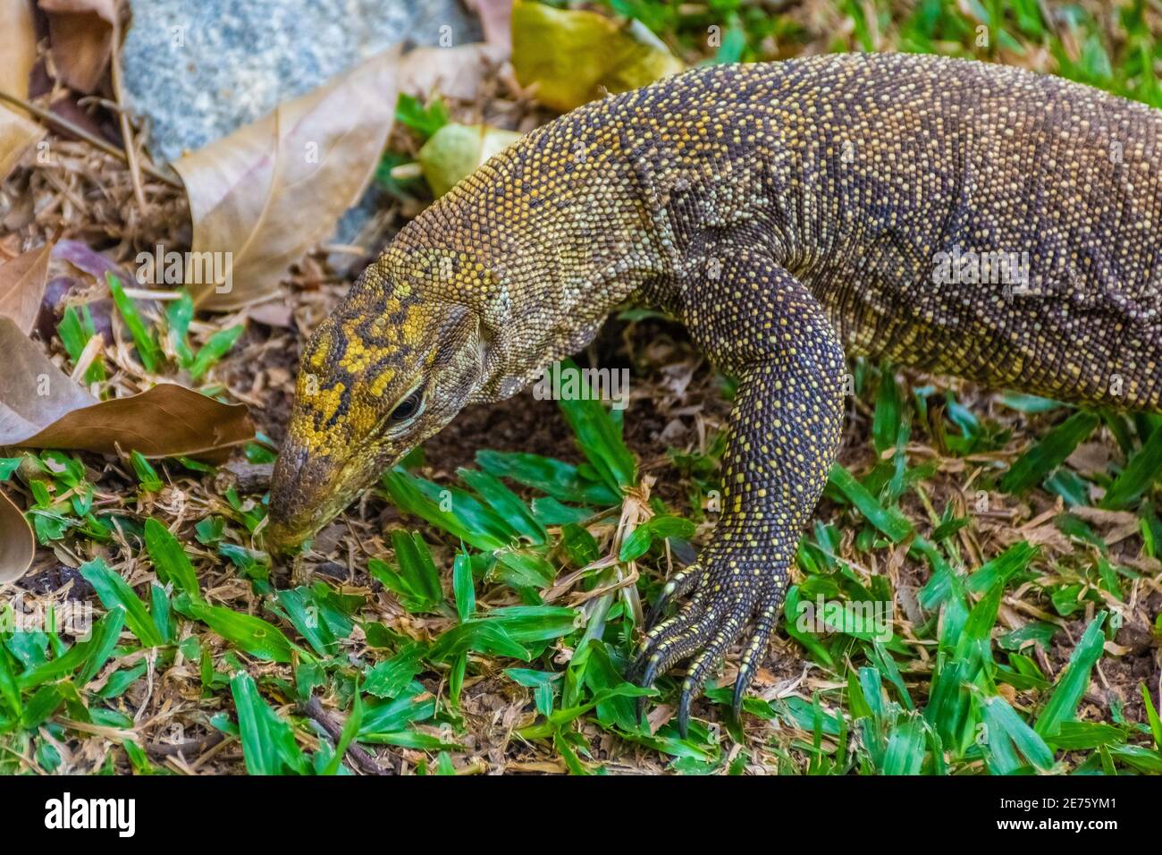 Asian Water Monitor Lizard in Singapore Botanic Garden Stock Photo Alamy
