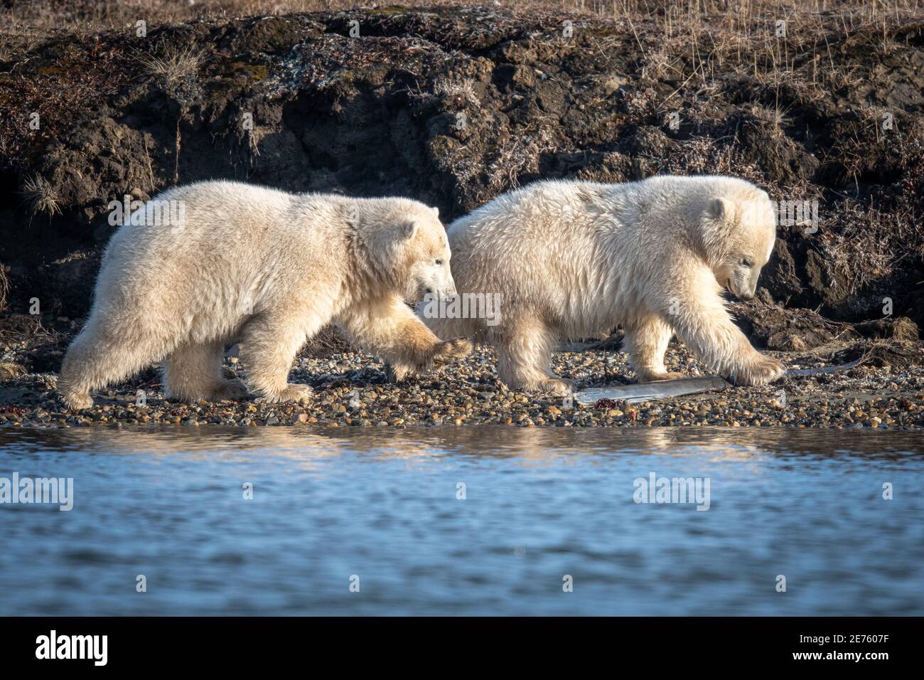 Playful Polar Bear Cubs Ursus Maritimus In The Arctic Circle Of