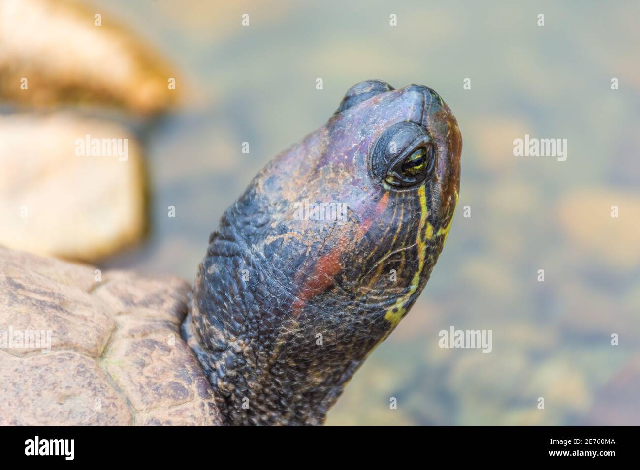 Asian box turtle hi-res stock photography and images - Alamy