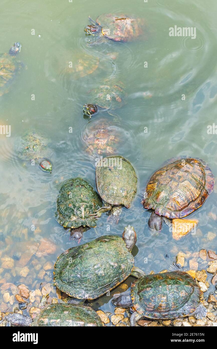 Group of Chrysemys Picta, or painted turtle, in Singapore Botanic ...